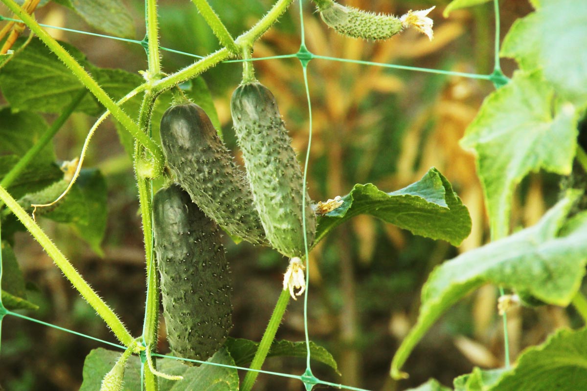 Cucumber greenhouse trellis