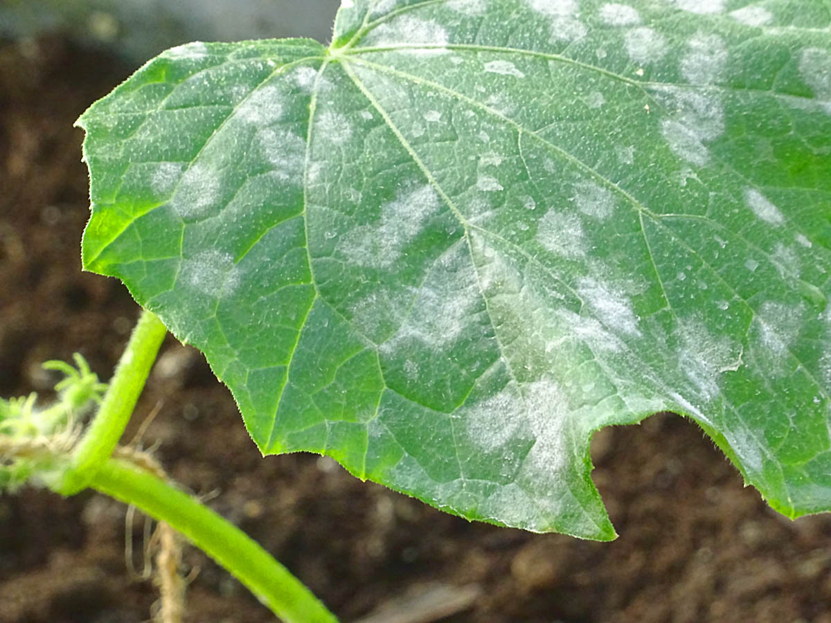 Cucumber plant affected by powdery mildew