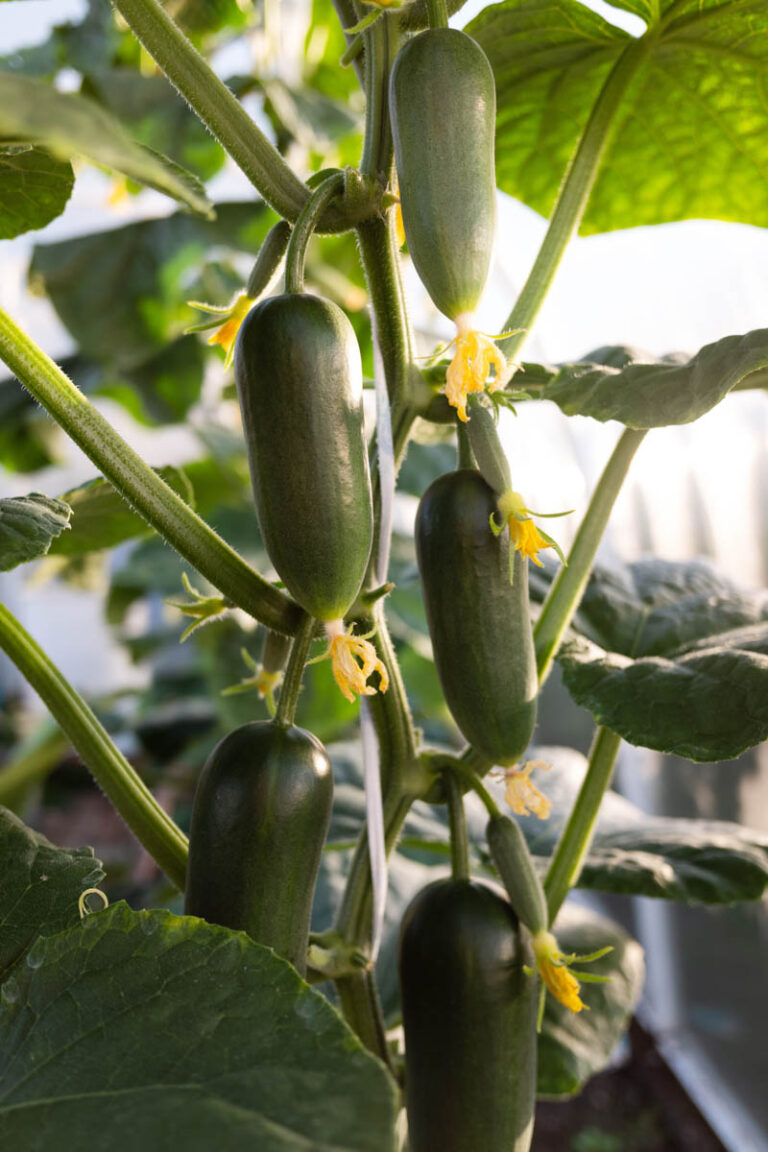 How to Grow Cucumbers in a Greenhouse Greenhouseing