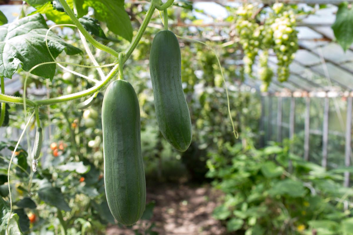 Greenhouse Cucumbers