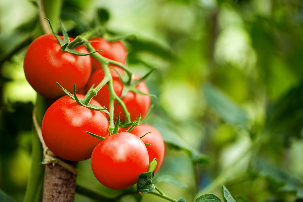 Greenhouse Tomatoes