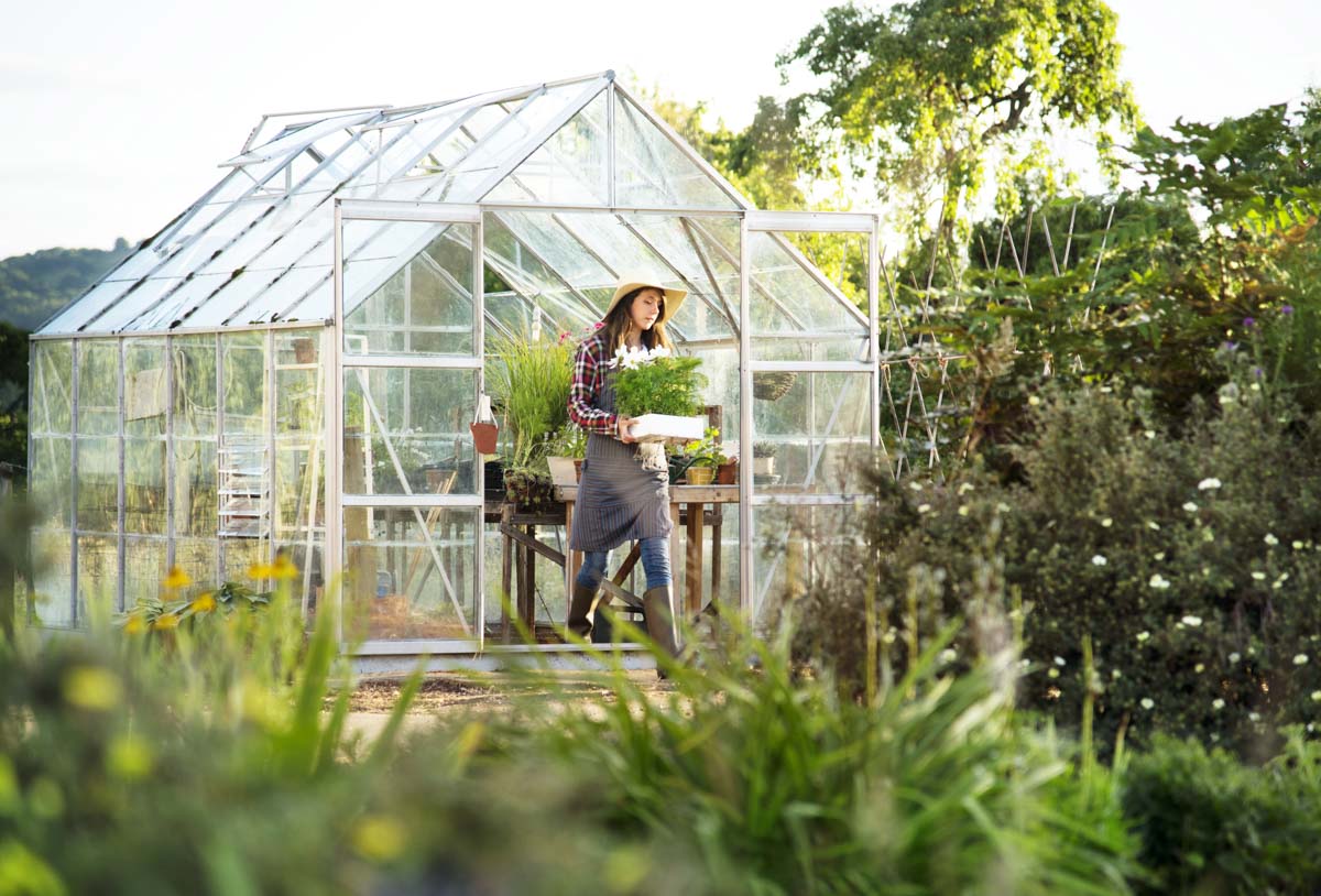 Greenhouse vents and ventilation of hot houses. Simple and not simple ways  of removing heat from a hot house.