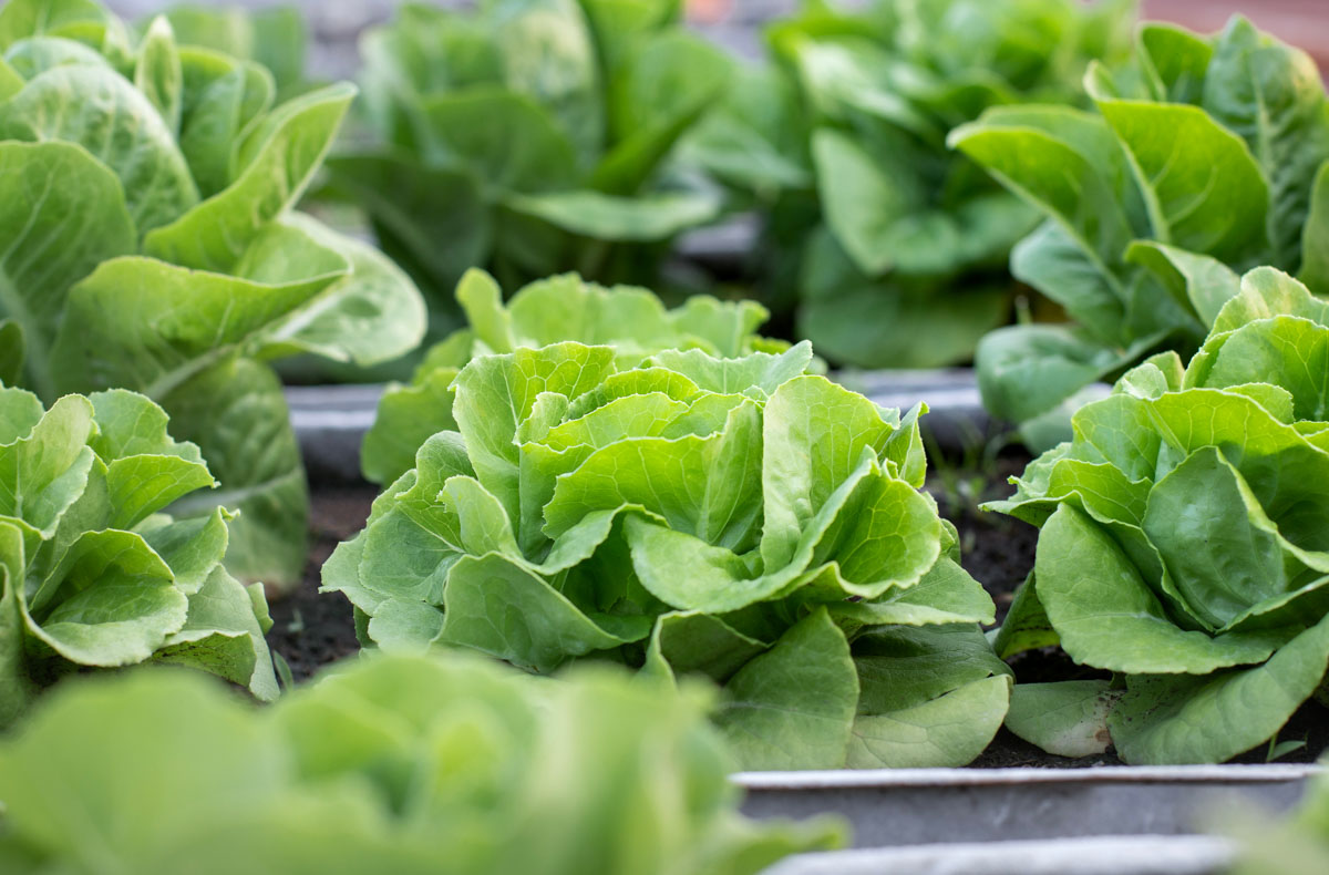 Lettuce Salad Greenhouse