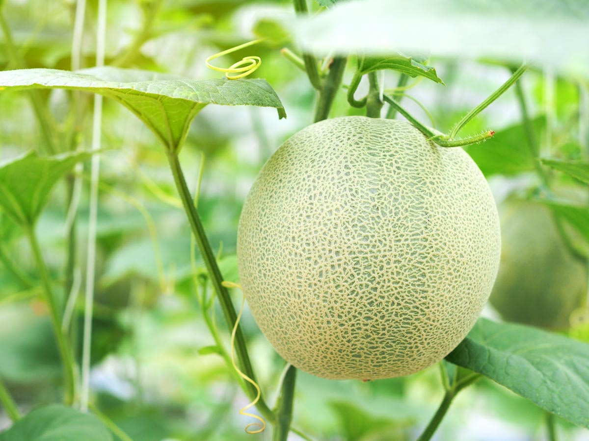 Melons Greenhouse