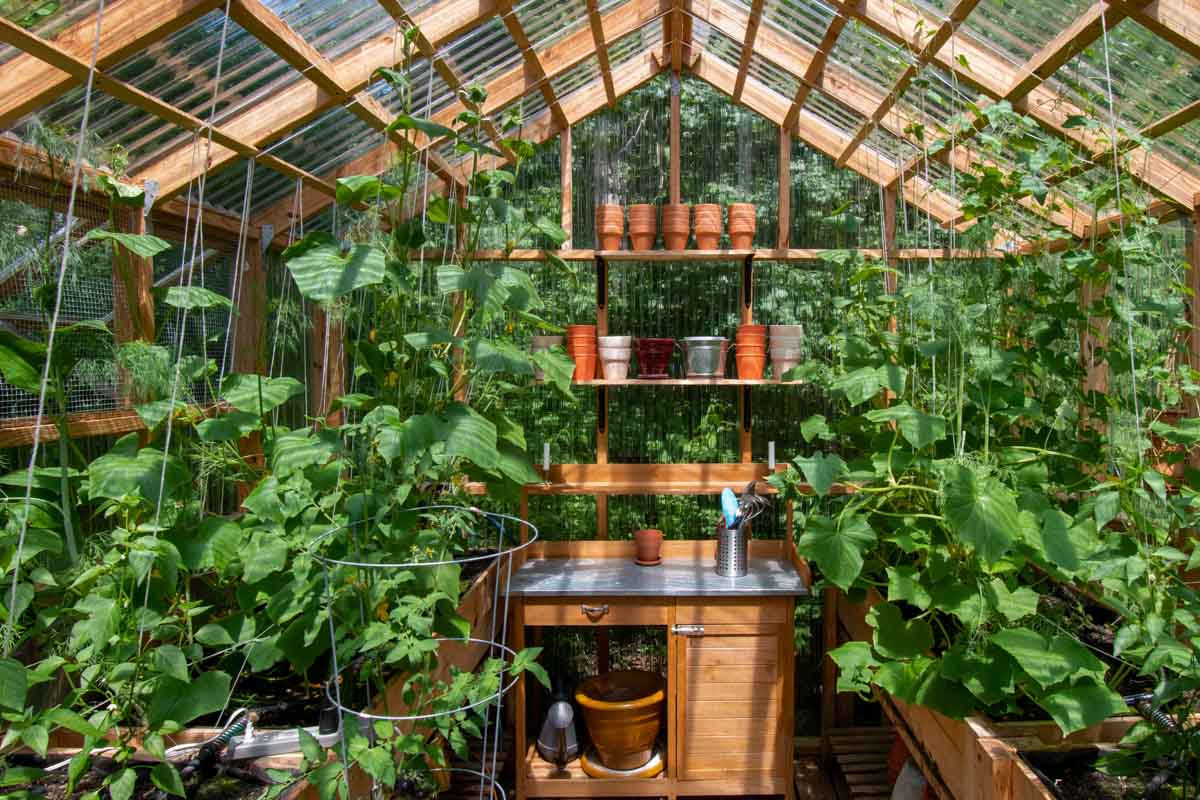 Plants Growing in Wooden Greenhouse
