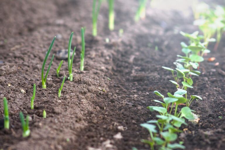Greenhouses for Beginners Greenhouseing