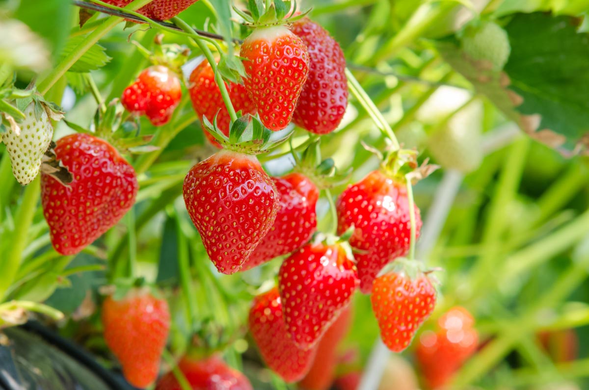 Strawberries Greenhouse