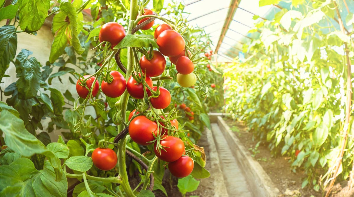 Tomatoes Growing in Greenhouse in Sunlight